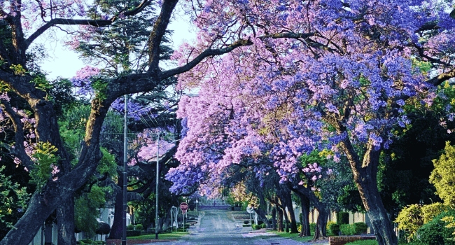 Jacaranda mimosifolia 